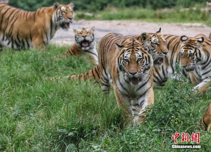 黑龍江省牡丹江市，中國橫道河子貓科動物飼養(yǎng)繁育中心內(nèi)的老虎。