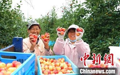圖為興安盟沙果迎豐收?！】朴仪捌煳麄鞑抗﹫D