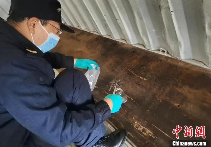 張家港海關(guān)工作人員截獲捕鳥蛛?！⊥踅〕?攝