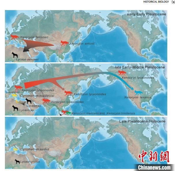 非洲野犬-異豺支系的演化脈絡圖。　中科院古脊椎所 供圖