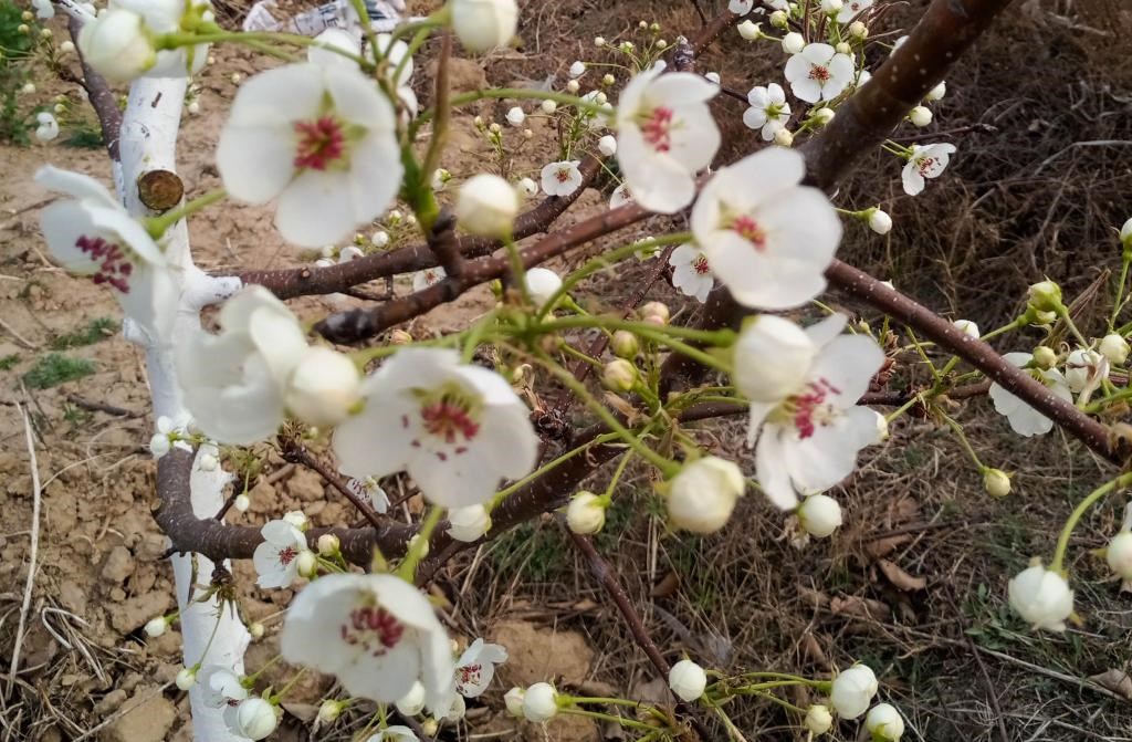這是拍攝的汾西縣后加樓村盛開的梨花。(受訪者供圖)