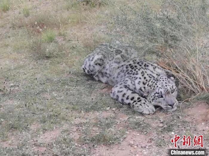 圖為在四子王旗發(fā)現(xiàn)的雪豹(資料圖)?！∷淖油跗炀焦﹫D