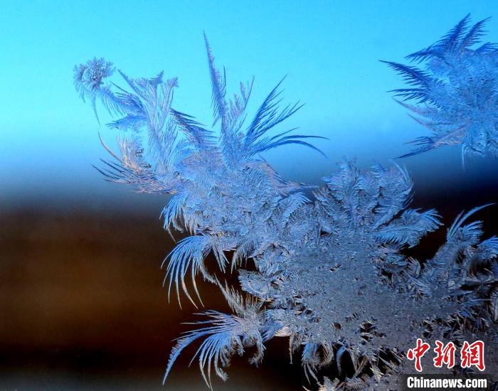 花開(kāi)寒夜悄無(wú)聲?！O書(shū)程 攝