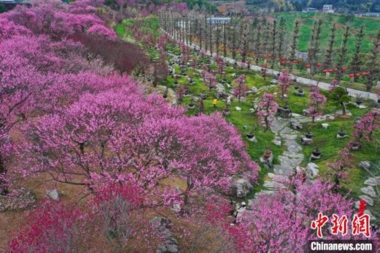 2月23日，航拍乾藝梅園景區(qū)綻放的梅花。瞿宏倫 攝