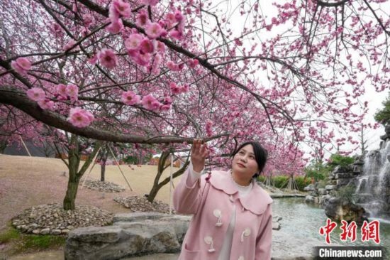 2月23日，市民在乾藝梅園景區(qū)觀賞綻放的梅花。陳興輝 攝