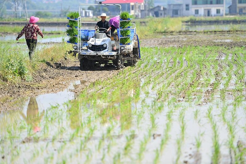 △2023年4月26日，湖南湘潭市雨湖區(qū)姜畬鎮(zhèn)易建河村的一處高標(biāo)準(zhǔn)農(nóng)田，農(nóng)民駕駛插秧機(jī)插秧。