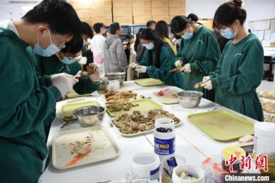 圖為鄭州大學在校大學生正在清理骨骼標本。王宇 攝