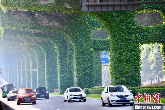 車輛從長(zhǎng)滿爬山虎的橋墩旁經(jīng)過(guò)。　張浪 攝
