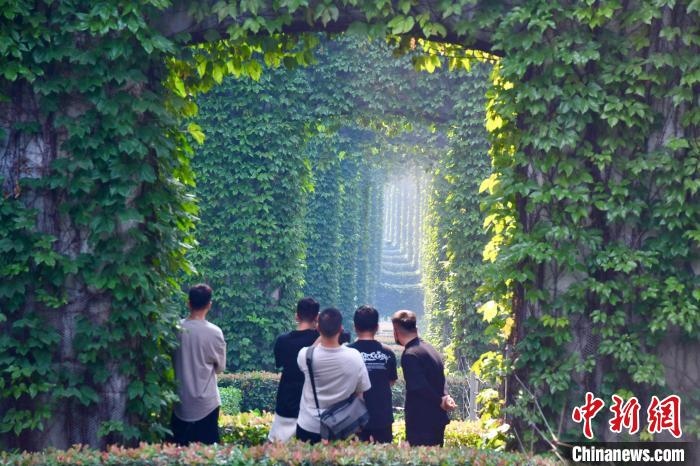 攝影愛(ài)好者打卡“綠野仙蹤”景觀?！埨?攝