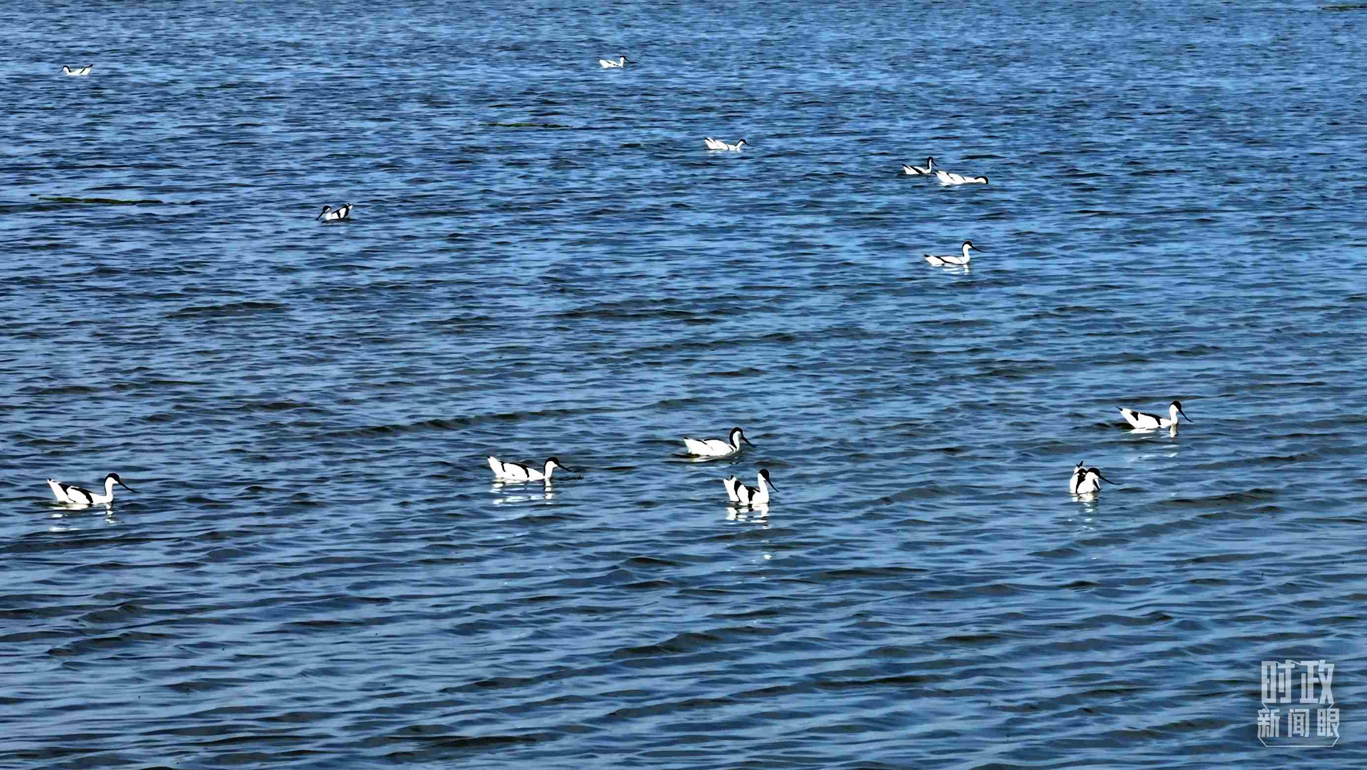 △鹽湖棲息的鳥類。（總臺記者裴大偉、康曉宇拍攝）