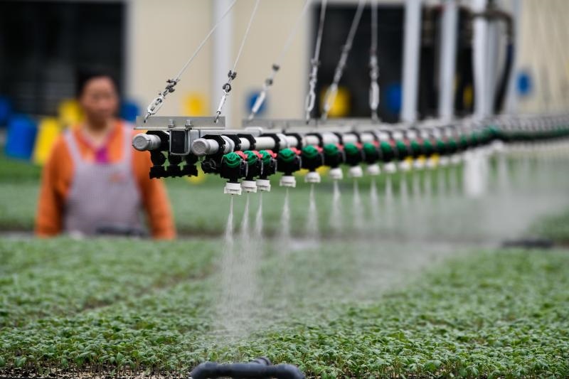工人在貴陽市開陽縣楠木渡蔬菜良種繁育中心查看自動噴灌系統(tǒng)給辣椒苗澆水情況（2023年5月24日攝）。新華社記者 楊文斌 攝