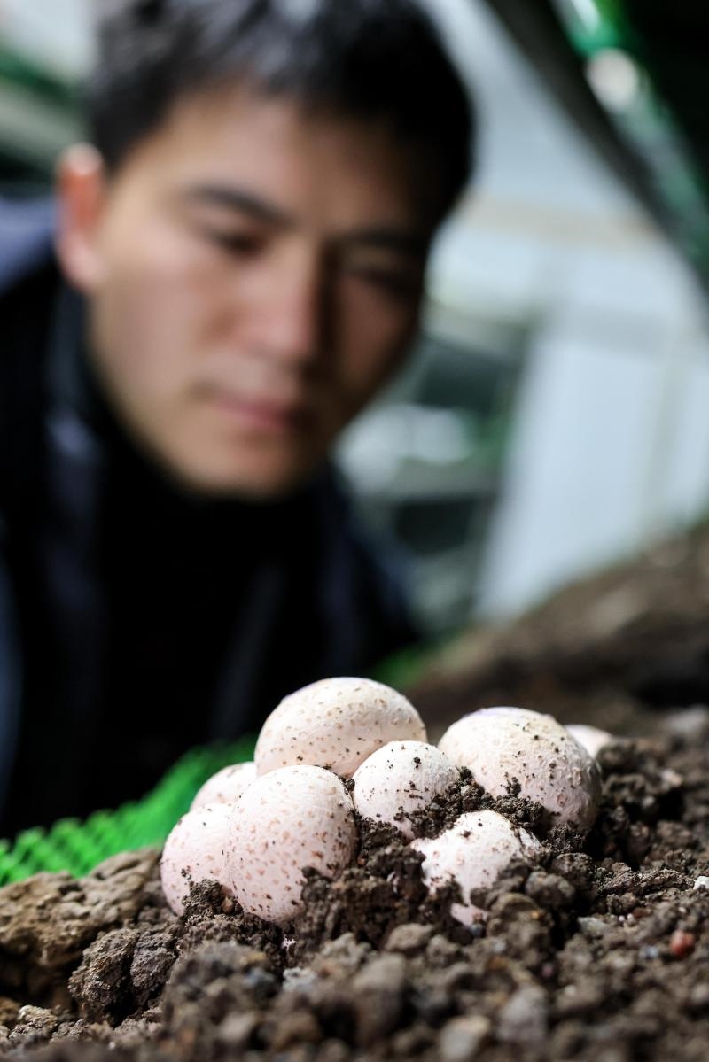 工作人員在貴陽市白云區(qū)食用菌產(chǎn)業(yè)示范園智能菇房內(nèi)查看菌菇生長情況（2022年2月14日攝）。新華社記者 歐東衢 攝