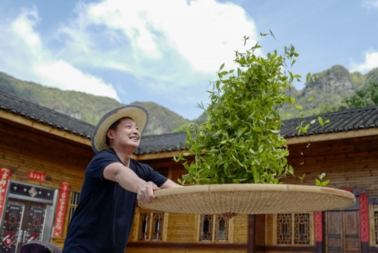 2023年4月19日，重慶市南川區(qū)德隆鎮(zhèn)茶樹村一個居民點，制茶工藝傳承人在幫助村民翻曬新鮮茶葉。