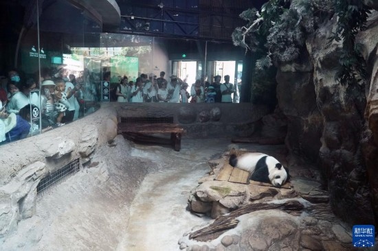 6月22日，游客在北京動(dòng)物園大熊貓館參觀。新華社記者 任超 攝