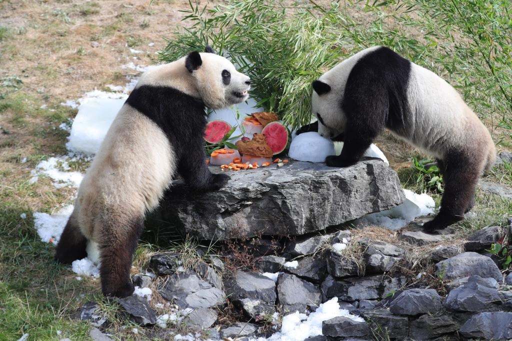 在比利時(shí)天堂動(dòng)物園，大熊貓“寶弟”（左）、“寶妹”享用“生日大餐”。