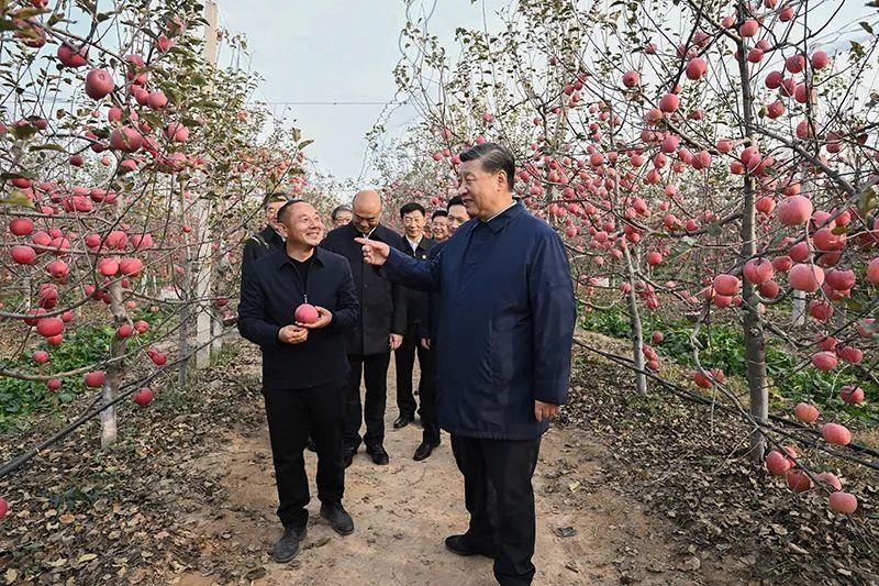 △2022年10月26日，陜西延安高橋鎮(zhèn)南溝村，習(xí)近平總書記走進果園，向現(xiàn)場采摘的果農(nóng)了解蘋果收成。
