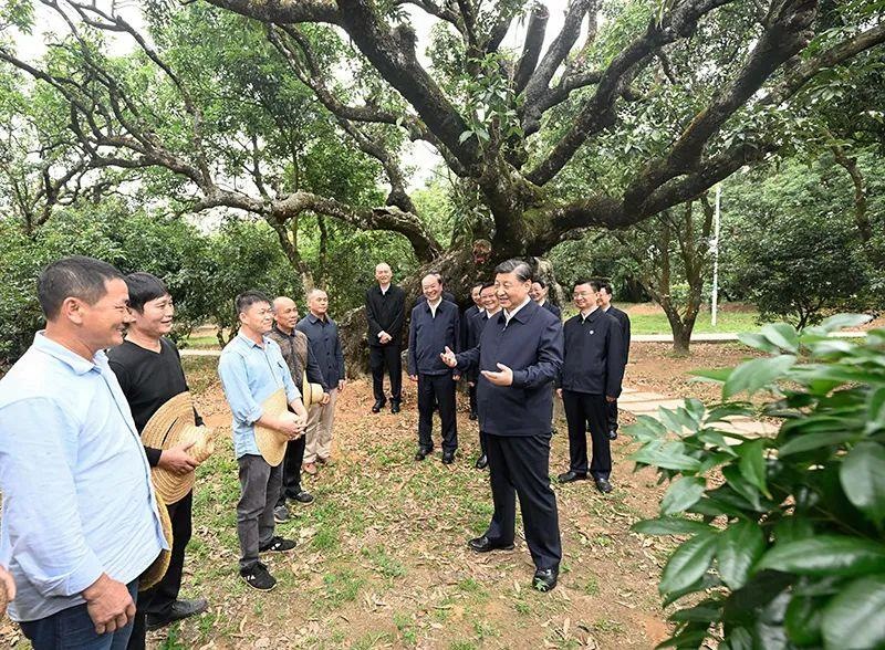 △今年4月11日，習(xí)近平總書記在廣東茂名高州市根子鎮(zhèn)柏橋村荔枝種植園，同現(xiàn)場技術(shù)人員親切交流。