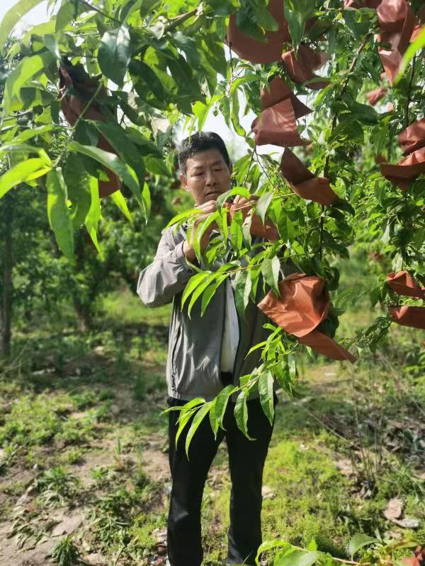 河南長垣樊相鎮(zhèn)谷寨采摘園。王紹紹攝