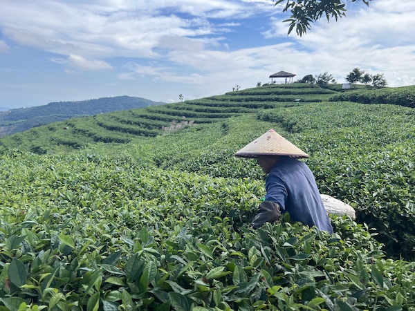 茶農(nóng)正在茶園中采茶。人民網(wǎng) 高清揚攝