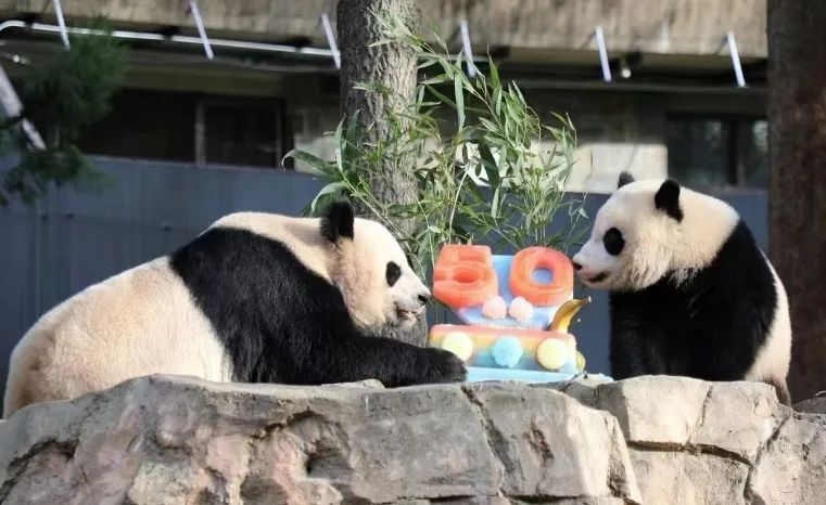 2022年，美國(guó)國(guó)家動(dòng)物園舉辦活動(dòng)慶祝大熊貓抵美50周年，園方為大熊貓“美香”“添添”和“小奇跡”一家三口準(zhǔn)備了有“50”字樣的冰凍水果蛋糕。（圖片來(lái)源：雅安市廣播電視臺(tái)）