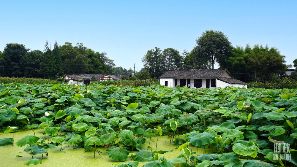 四川眉山，永豐村荷塘。2022年6月，習(xí)近平曾到此調(diào)研鄉(xiāng)村振興情況。（總臺央廣記者潘毅拍攝）