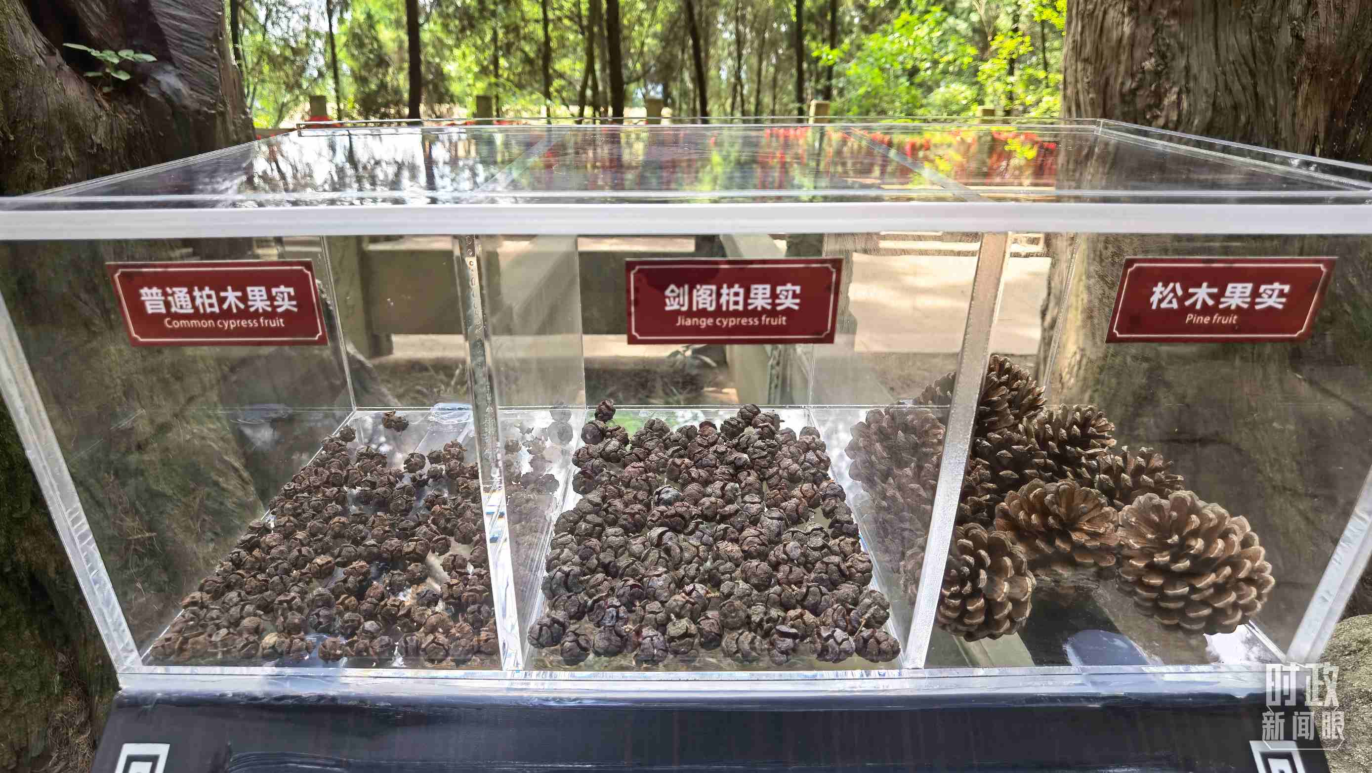 △翠云廊古蜀道，現(xiàn)場陳列的柏木和松木果實。（總臺央視記者石丞拍攝）
