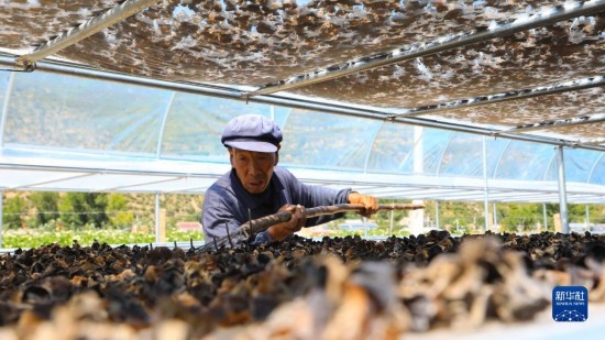 7月29日，在卓尼縣納浪鎮(zhèn)納浪村黑木耳種植基地，農(nóng)戶在翻曬黑木耳。