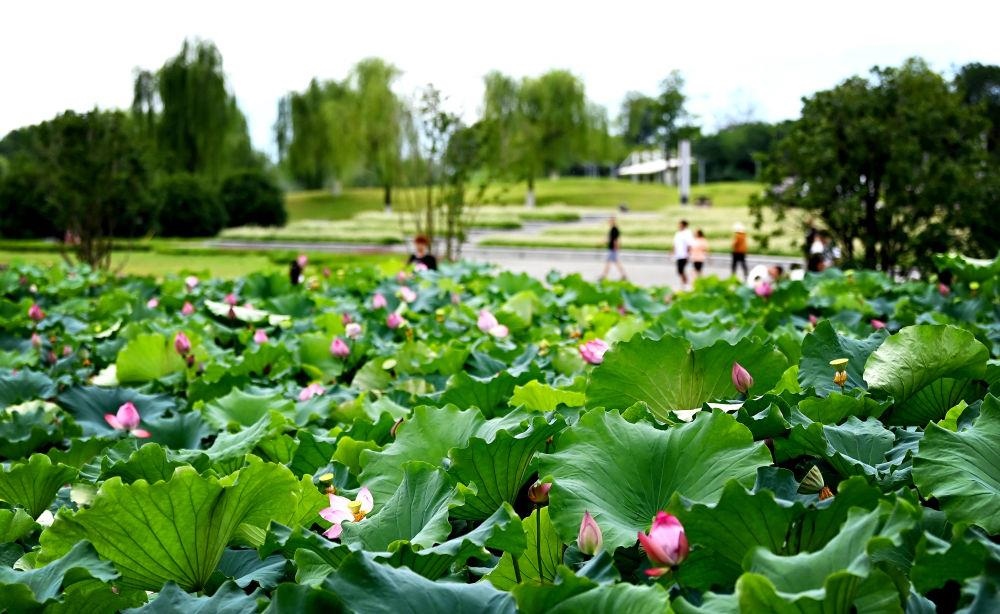 市民在天漢濕地公園內(nèi)休閑賞景。