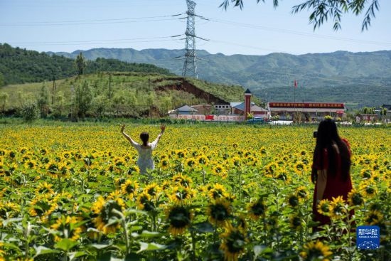 8月12日，游客在寧夏固原市涇源縣大灣鄉(xiāng)楊嶺村向日葵田中拍照。新華社記者 李旭倫 攝