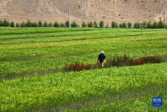 8月12日，西藏阿里地區(qū)普蘭縣赤德村村民在一片青稞田里行走。