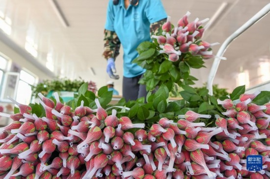 8月17日，農(nóng)民在吉林省德惠市朱城子鎮(zhèn)沿河村程雪家庭農(nóng)場打包玫瑰花。新華社記者 張楠 攝