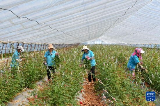 8月17日，農(nóng)民在吉林省德惠市朱城子鎮(zhèn)沿河村程雪家庭農(nóng)場采摘玫瑰花。新華社記者 張楠 攝