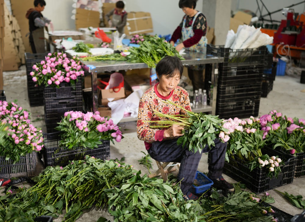 在浦江縣杭坪鎮(zhèn)烏漿村的鮮花種植基地，村民在處理芍藥鮮切花，準備發(fā)往各地（5月23日攝）。新華社記者 翁忻旸 攝