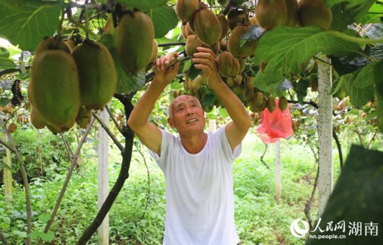 “農(nóng)民專家”丁清清在果園里采摘。 人民網(wǎng)記者 劉賓攝
