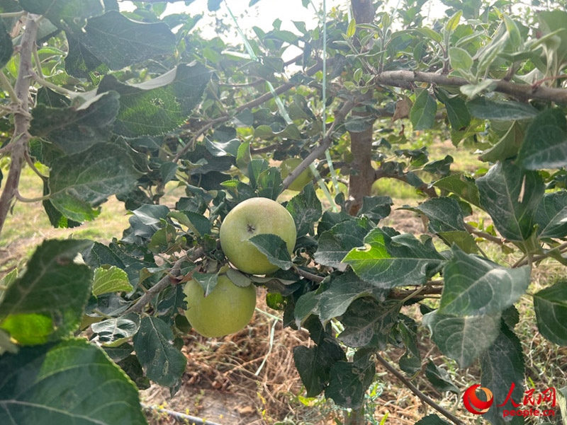 已有蘋果掛在枝頭，10月底即可成熟。人民網(wǎng)記者 常雪梅攝