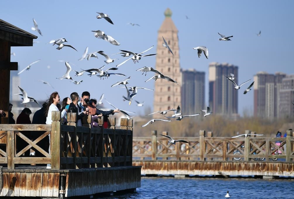 市民在寧夏銀川市海寶公園觀賞候鳥（2023年3月12日攝）。新華社記者王鵬 攝