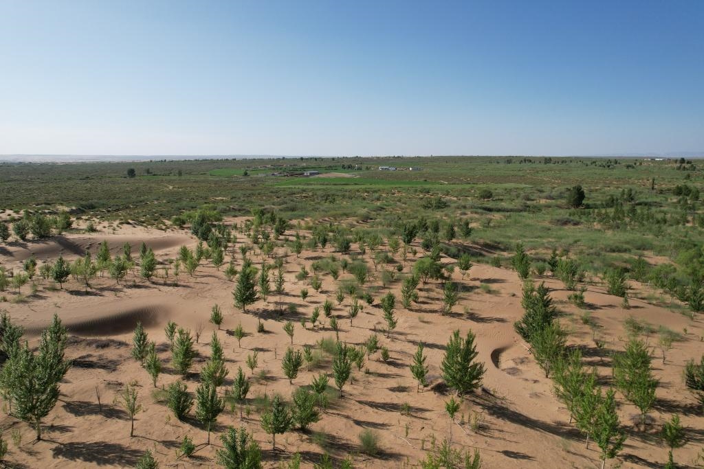 在庫布其沙漠腹地，牧民已讓10萬畝沙地變綠洲（無人機照片，2023年6月25日攝）。新華社記者李云平 攝