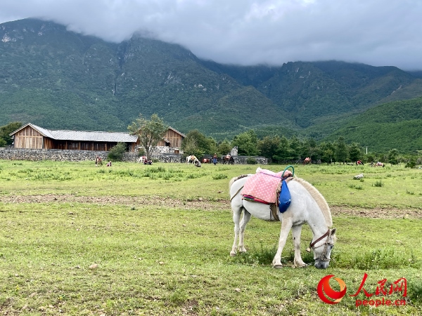 玉湖村附近草甸。人民網(wǎng) 周靜圓攝