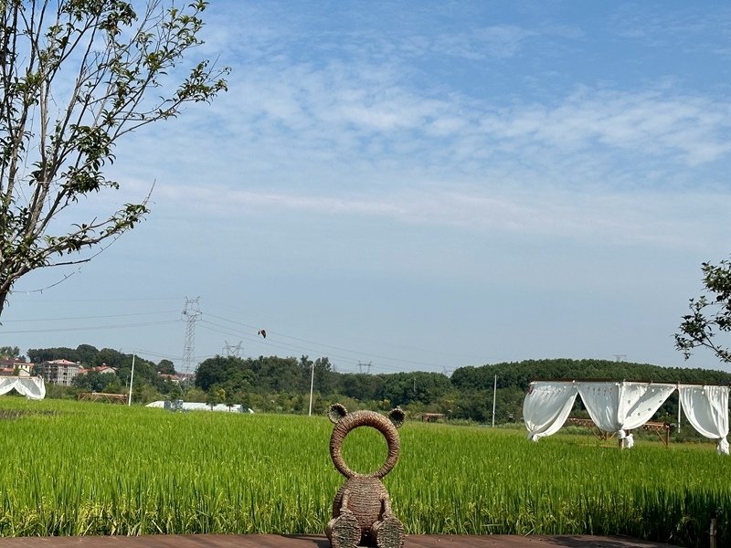 林語(yǔ)未來(lái)村打造農(nóng)家畈田園綜合體。人民網(wǎng) 王紹紹攝