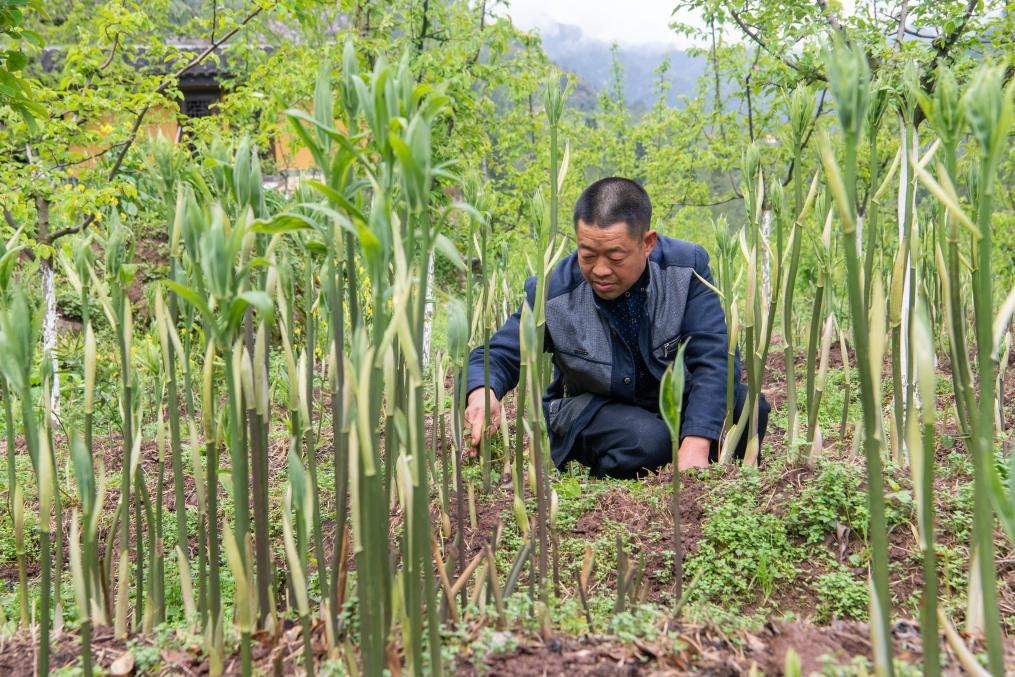 4月14日，村民陳朋在地里管護(hù)種植的黃精。新華社記者 唐奕 攝