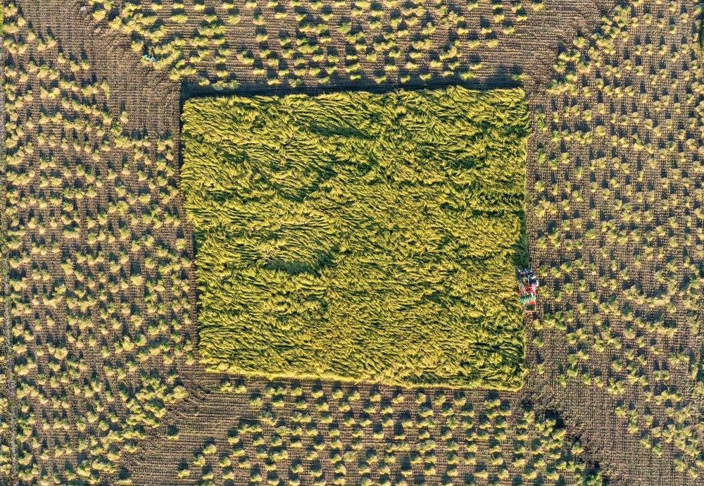 在吉林省舒蘭市平安鎮(zhèn)金星村，農(nóng)民駕駛農(nóng)機收割水稻（2023年9月21日攝，無人機照片）。新華社記者 張楠 攝