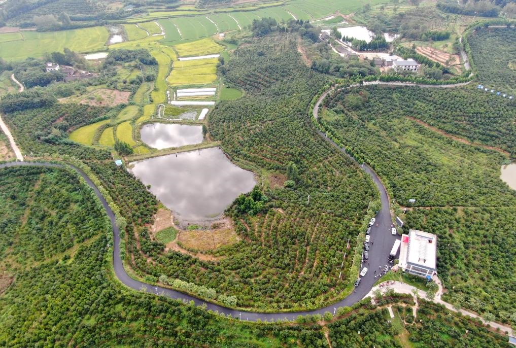 這是2020年8月25日拍攝的河南省光山縣槐店鄉(xiāng)司馬光油茶園（無人機照片）。新華社記者郝源攝
