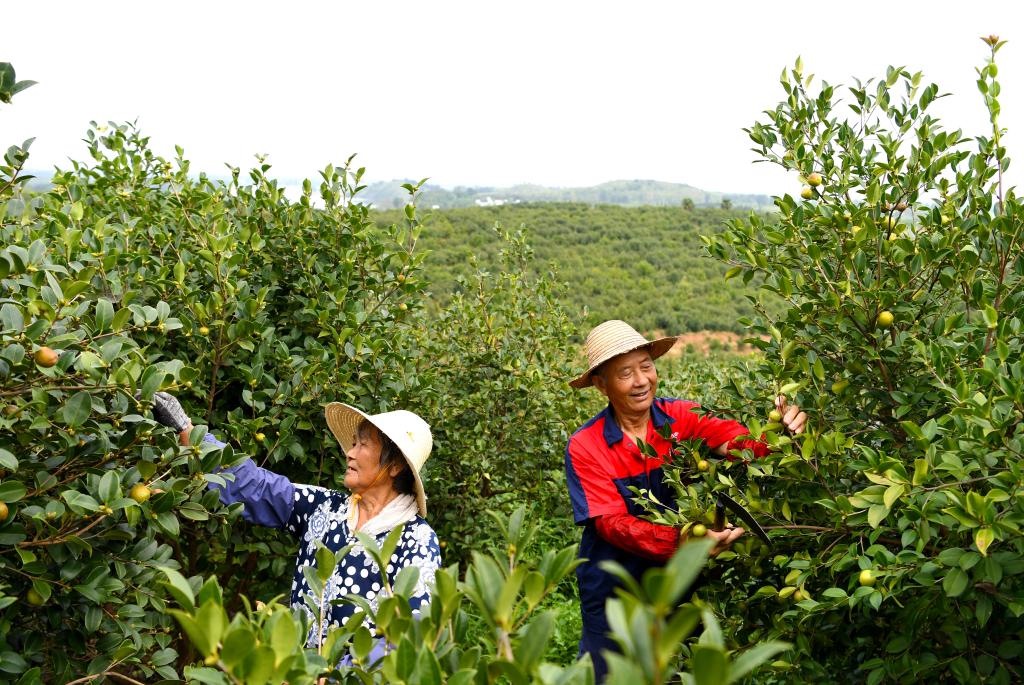 2020年8月25日，村民在河南省光山縣槐店鄉(xiāng)司馬光油茶園內勞作。新華社記者郝源攝