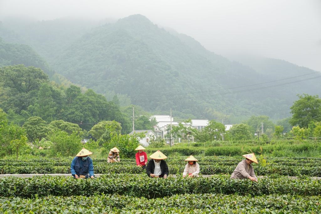 2022年5月11日，村民在大灣村生態(tài)茶園內采摘茶葉。新華社記者杜宇攝