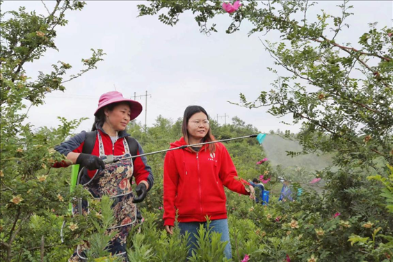 王永華（右一）向龍鳳村村民傳授噴灑農藥技術要領。受訪者供圖