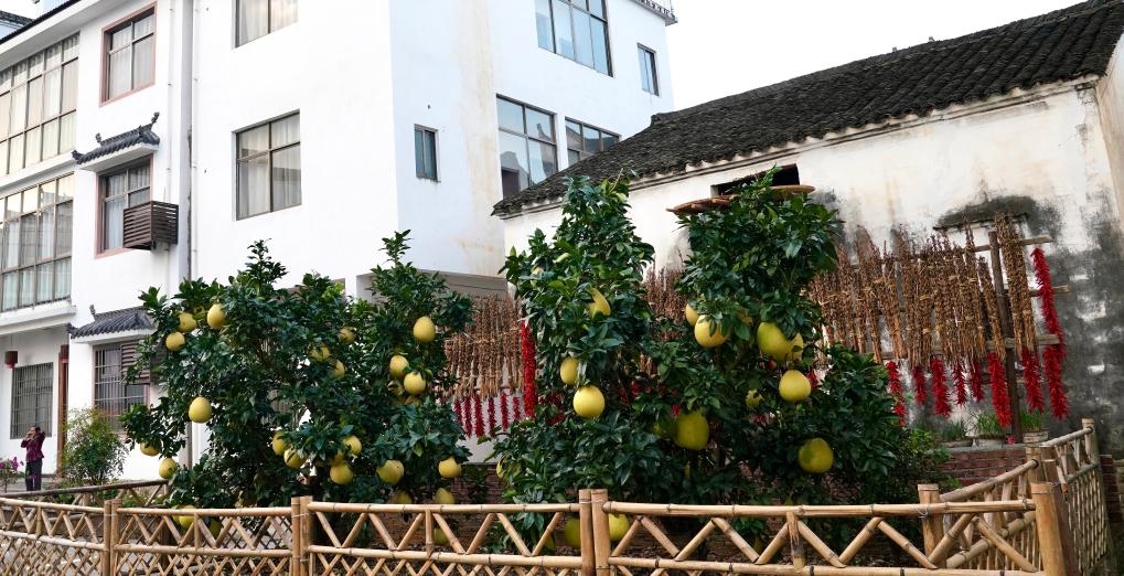 近日在江西省上饒市婺源縣秋口鎮(zhèn)王村石門自然村拍攝的馬家柚。新華社記者 胡晨歡 攝