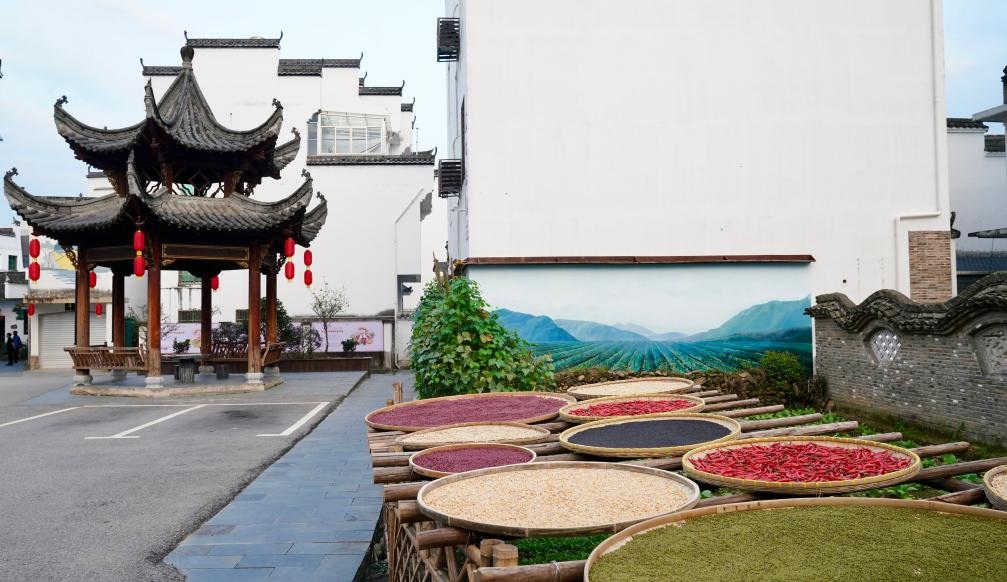 近日拍攝的江西省上饒市婺源縣秋口鎮(zhèn)王村石門自然村曬秋場景。新華社記者 胡晨歡 攝