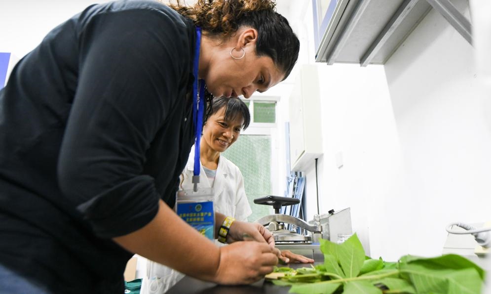 9月17日，來自哥倫比亞的研修班學員埃文·奧拉亞（左）在中國專家的指導下學習實操木薯組培快速繁育技術(shù)。