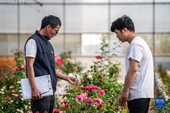 在云南省安寧市現(xiàn)代農(nóng)業(yè)園區(qū)玫瑰種植示范園，技術(shù)員田連通（左）在和同事交流（10月20日攝）。