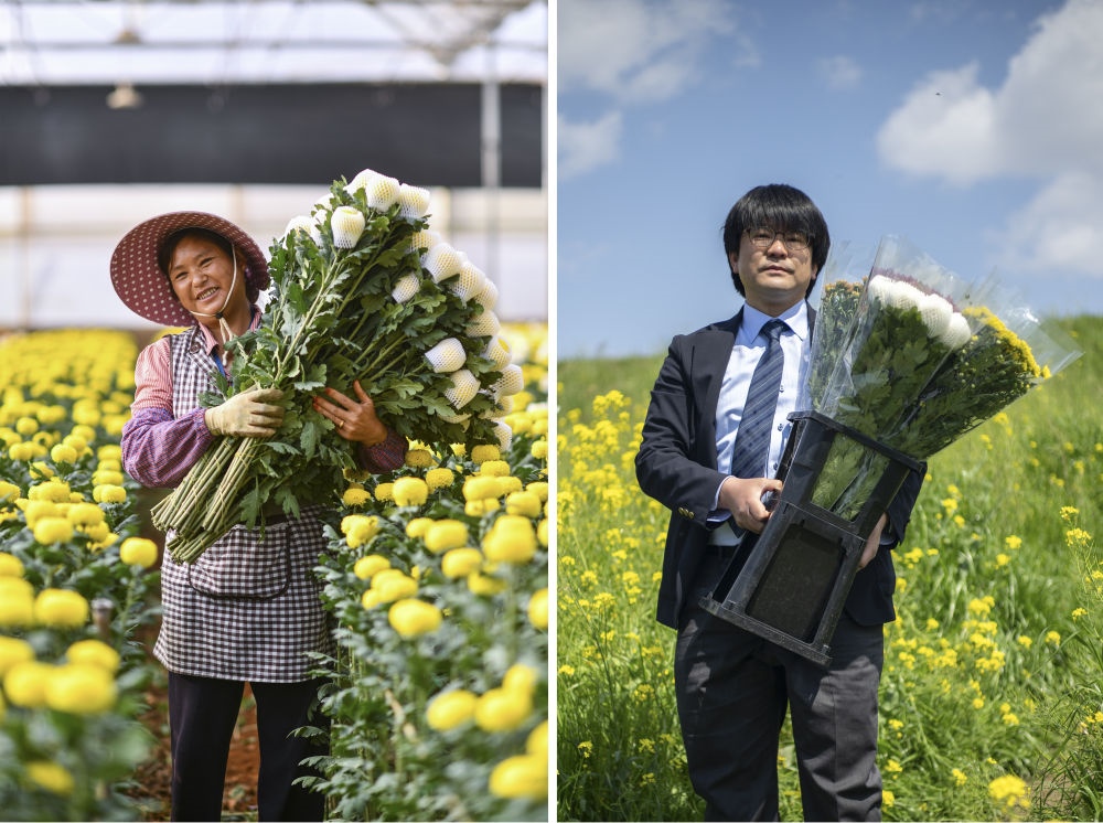 這張拼版照片中，左圖為2023年3月22日在中國(guó)云南省開遠(yuǎn)市，花農(nóng)李蘭英在采摘鮮花；右圖為2023年4月3日在日本埼玉縣三鄉(xiāng)市，經(jīng)營(yíng)花卉公司的小西武為訂貨的花店送花。中國(guó)云南有著亞洲最大的鮮切花交易市場(chǎng)，一年可以賣出110億枝鮮切花。春季云南大量鮮花進(jìn)入盛花期，各類鮮花通過冷鏈物流陸續(xù)進(jìn)入日本市場(chǎng)，成為當(dāng)?shù)厝松畹拿利慄c(diǎn)綴。